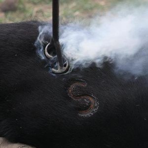 Meet your Posher, Renae